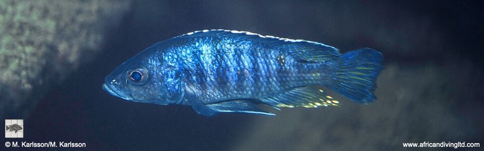 Otopharynx spelaeotes 'Mandalawi Reef (Rhoade's Bank)'