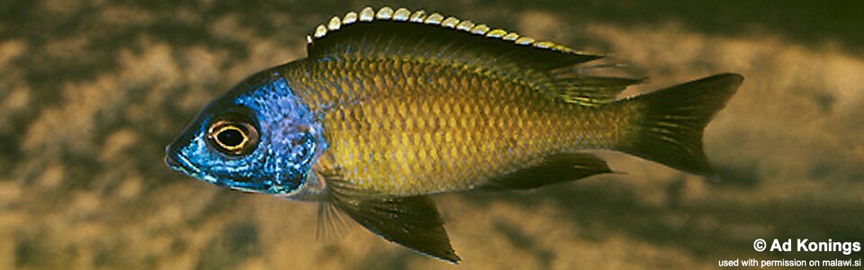Placidochromis sp. 'electra superior' Mandalawi Reef (Rhoade's Bank) - Placidochromis sp. 'mbamba'