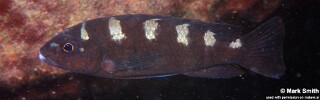 Pseudotropheus crabro &#39;Masinje&#39;