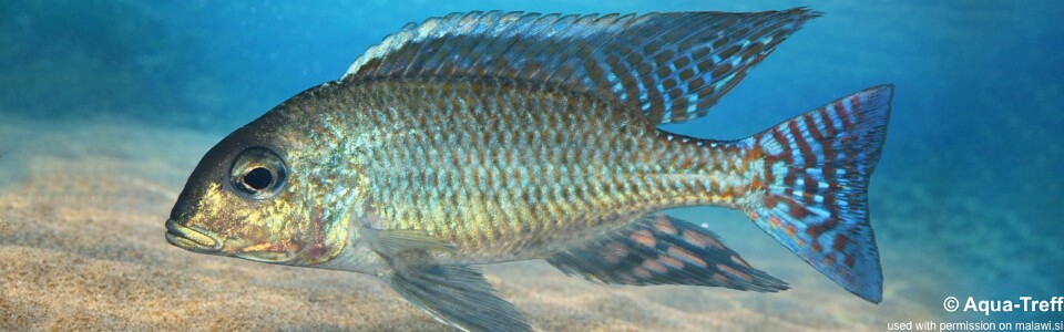 Lethrinops marginatus 'Matema'