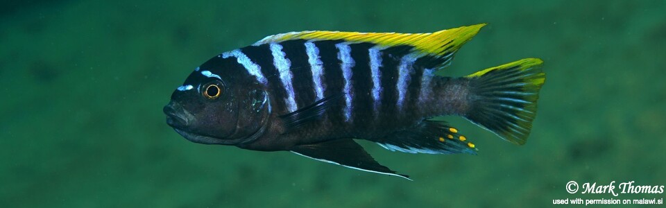 Cynotilapia zebroides 'Mbamba Reef'