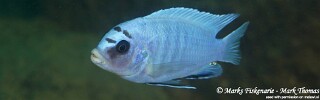 Pseudotropheus sp. &#39;perspicax tanzania&#39; Mbamba Bay