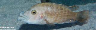 Abactochromis labrosus &#39;Mbenji Island&#39;