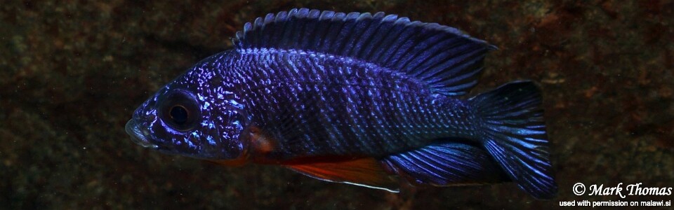 Aulonocara stuartgranti 'Mitande Reef (Rocks)'