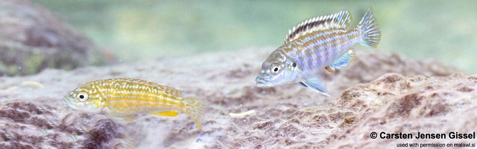 Labidochromis joanjohnsonae 'Mitande Reef (Rocks)'