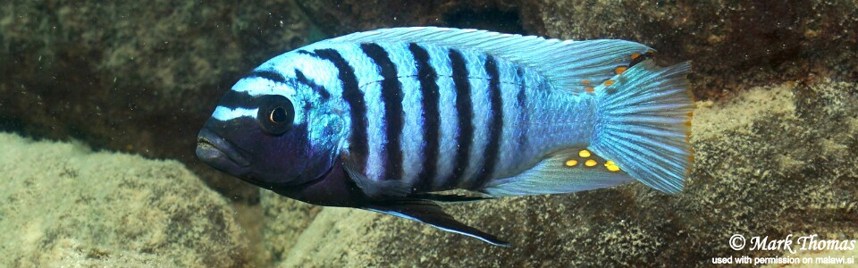 Maylandia zebra 'Mitande Reef (Rocks)'<br><font color=gray>Metriaclima zebra 'Mitande Reef (Rocks)'</font>