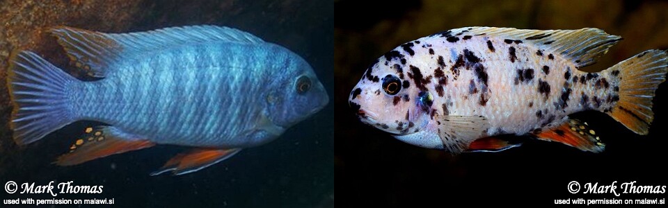 Labeotropheus fuelleborni 'Mitande Reef (Rocks)'<br><font color=gray>Labeotropheus artatorostris 'Mitande Reef (Rocks)'</font> 