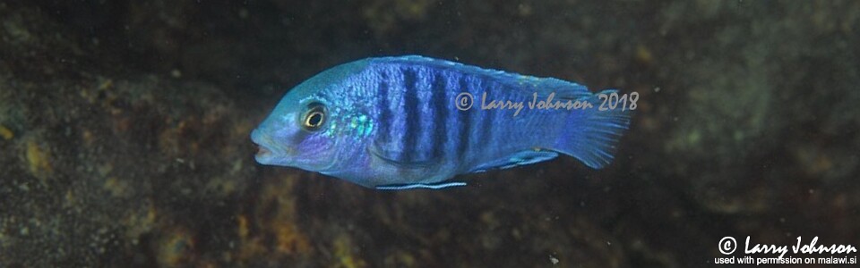 Labidochromis freibergi 'Mitande Reef (Rocks)'