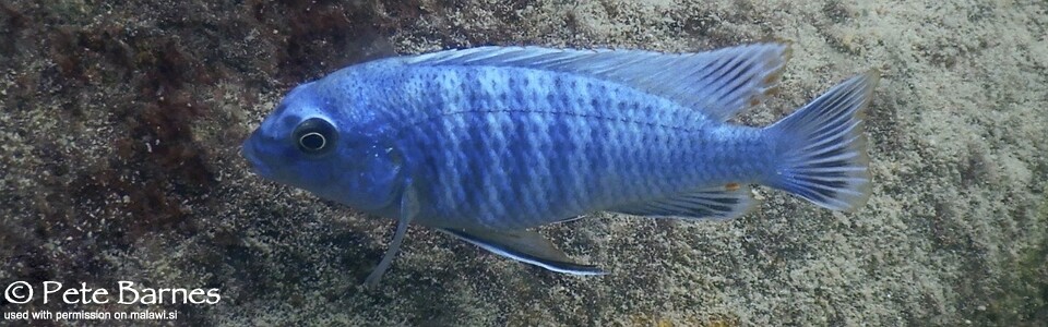 Labidochromis gigas 'Mitande Reef (Rocks)'