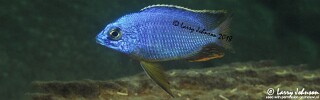 Protomelas taeniolatus 'Mitande Reef (Rocks)'.jpg