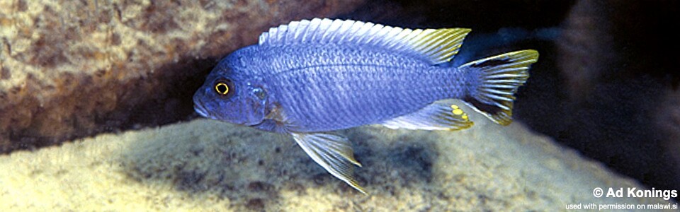 Maylandia sp. 'aurora bevous' Mkanila Bay<br><font color=gray>Metriaclima sp. 'aurora bevous' Mkanila Bay</font> 
