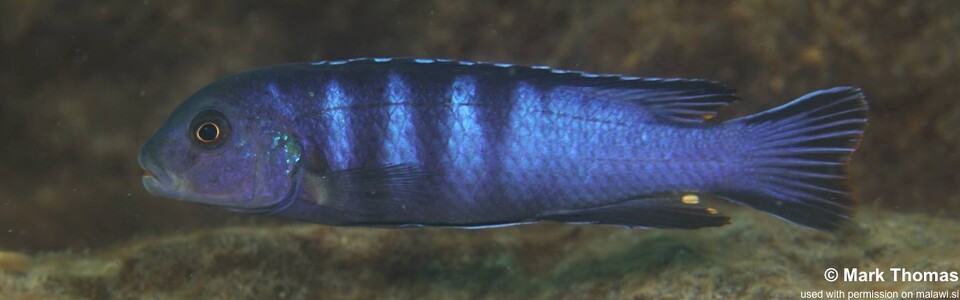 Chindongo bellicosus 'Mkondiwa (Nakantenga) Reef' - Pseudotropheus sp. ‘elongatus slab’ Mkondiwa (Nakantenga) Reef