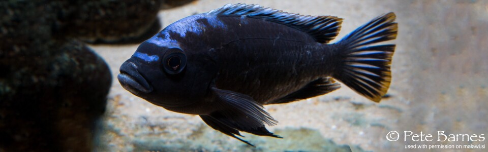 Cynotilapia sp. 'maleri' Mkondiwa (Nakantenga) Reef