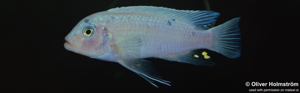 Maylandia callainos 'Mkondiwa (Nakantenga) Reef' - Metriaclima callainos 'Mkondiwa (Nakantenga) Reef'
