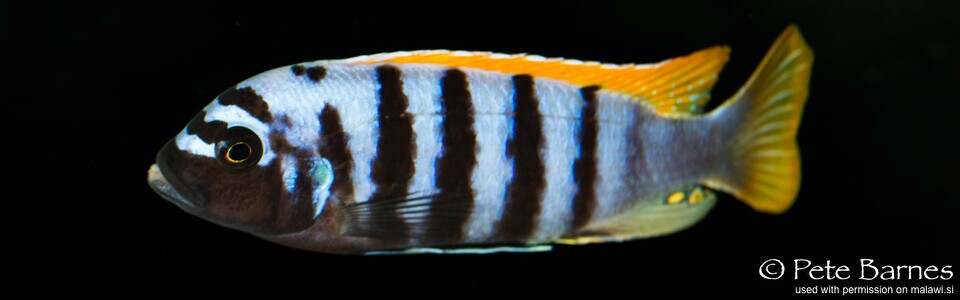 Maylandia pyrsonotos 'Mkondiwa (Nakantenga; Kambiri) Reef' - Metriaclima pyrsonotos 'Mkondiwa (Nakantenga; Kambiri) Reef'