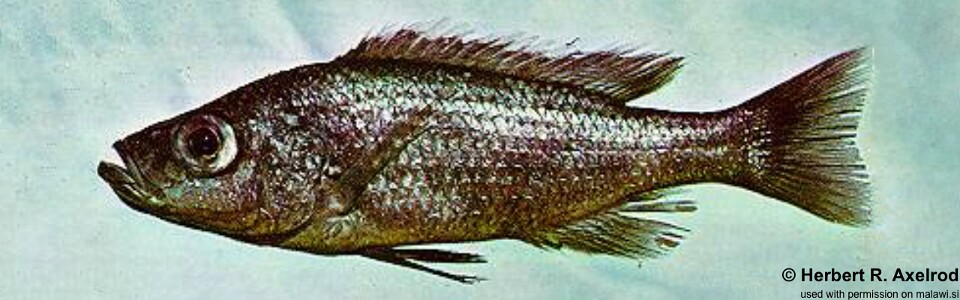 Diplotaxodon ecclesi 'Monkey Bay'