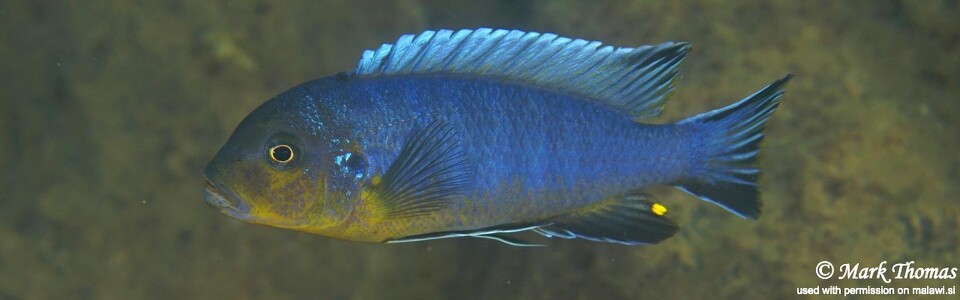Maylandia sp. 'aggressive greyhead' Nakantenga Island<br><font color=gray>Metriaclima sp. 'aggressive greyhead' Nakantenga Island</font> 
