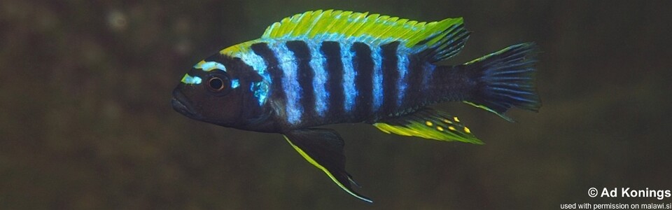 Cynotilapia zebroides 'Ndonga (South)'