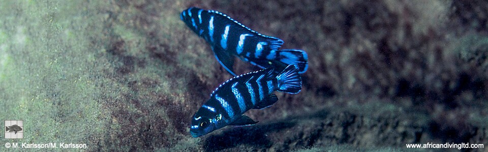 Chindongo demasoni 'Ndumbi Reef'