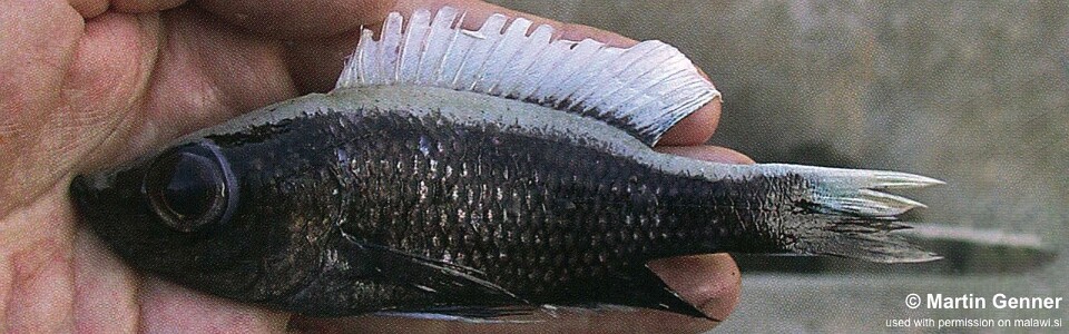 Diplotaxodon sp. 'ngulube' Nkhata Bay<br><font color=gray>Diplotaxodon sp. 'macrops ngulube' Nkhata Bay</font>