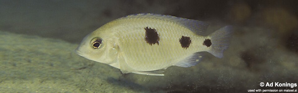 Otopharynx sp. 'auromarginatus goldhead' Nkolongwe