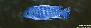 Labeotropheus fuelleborni &#39;Nkolongwe&#39;