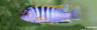 Labidochromis sp. &#39;hongi&#39; Puulu Island
