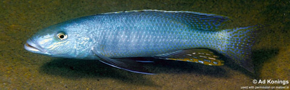 Champsochromis caeruleus 'Same Bay, Chizumulu Island'