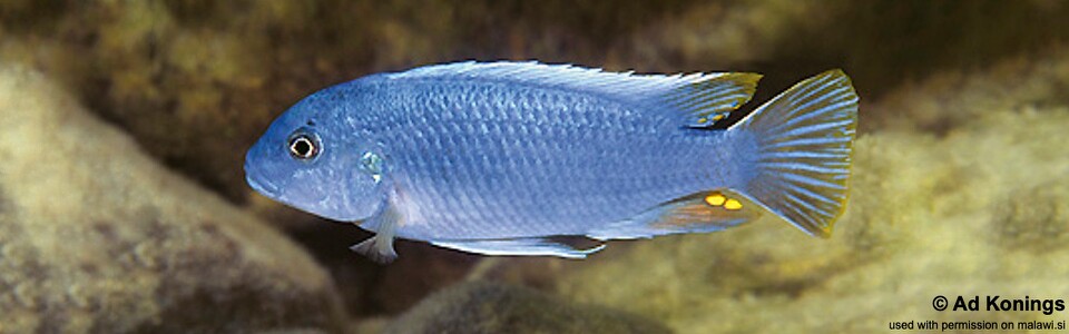 Pseudotropheus sp. 'lucerna blue cobalt' Same Bay, Chizumulu Island