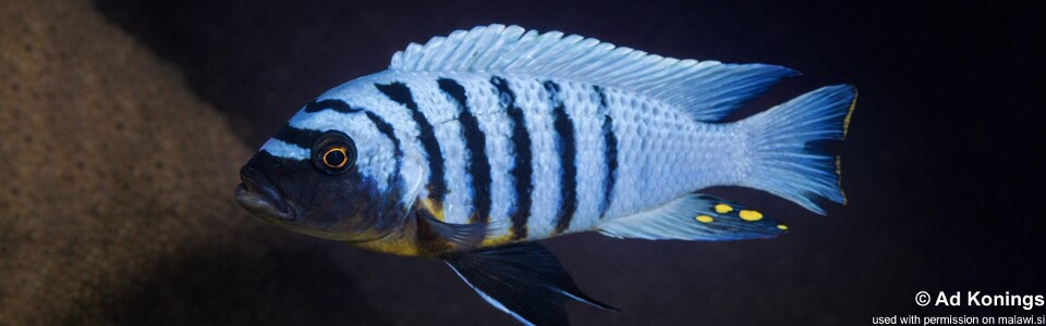 Maylandia fainzilberi 'Selewa'<br><font color=gray>Metriaclima fainzilberi 'Selewa'</font>