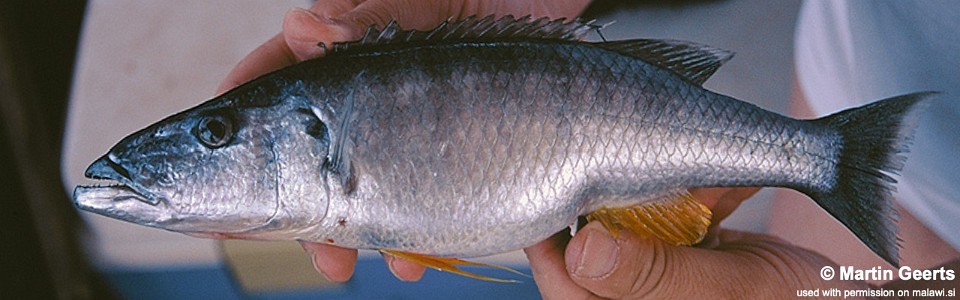 Rhamphochromis ferox 'South East Arm'