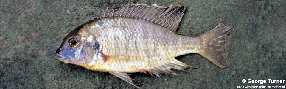 Tramitichromis sp. 'false lituris' South East Arm