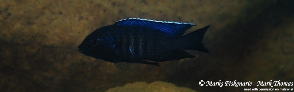 Copadichromis sp. 'kawanga' Thumbi Reef (Kitenge Rocks)