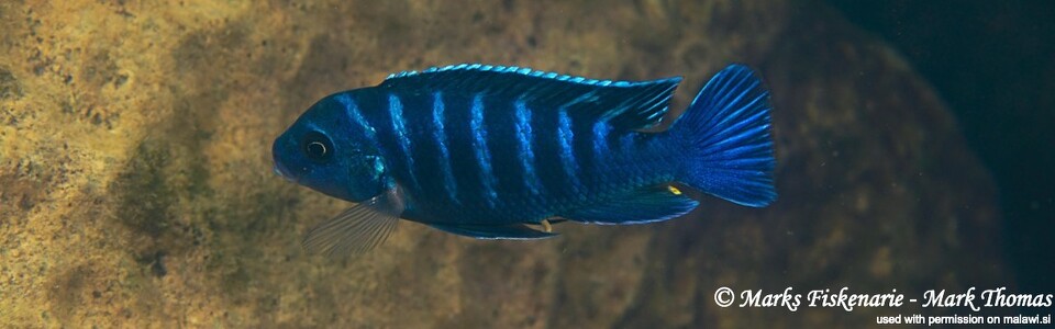 Maylandia sp. 'dolphin' Thumbi Reef (Kitenge Rocks) - Metriaclima sp. 'dolphin' Thumbi Reef (Kitenge Rocks)