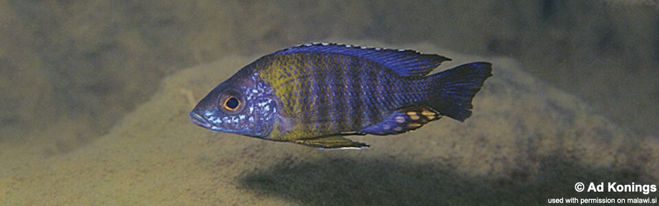 Aulonocara saulosi 'Undu Reef'