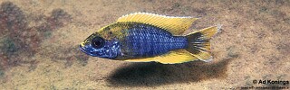 Aulonocara jacobfreibergi &#39;Undu Reef&#39; Mamalela; Lemon Jake