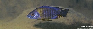 Aulonocara saulosi &#39;Undu Reef&#39;