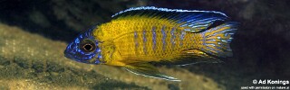 Aulonocara stuartgranti &#39;Usisya&#39;