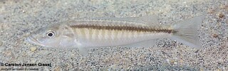 Champsochromis caeruleus &#39;Usisya&#39;