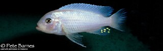Maylandia callainos &#39;Usisya&#39; Metriaclima callainos &#39;Usisya&#39;