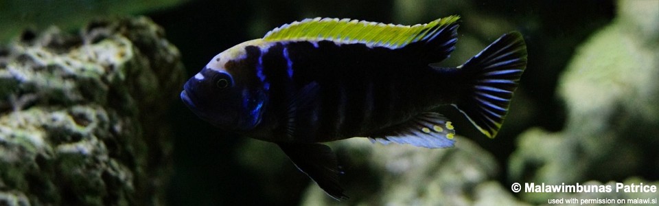 Cynotilapia aurifrons 'Chilumba'