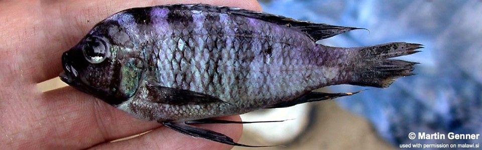 Cynotilapia sp. 'chilumba deep' Chilumba Harbour