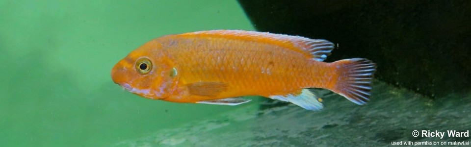 Labeotropheus trewavasae 'Chilumba'