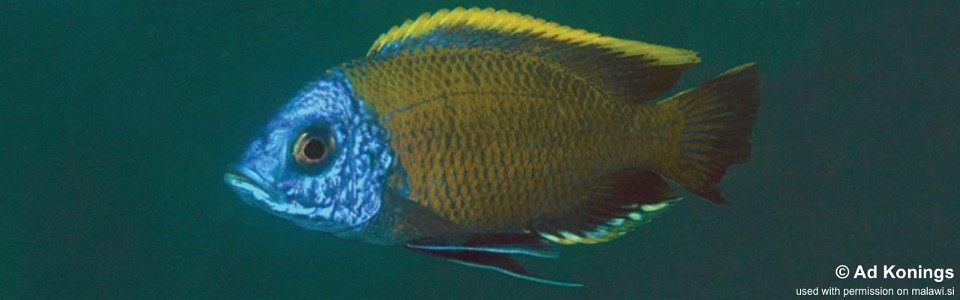 Copadichromis borleyi 'Kande Island'