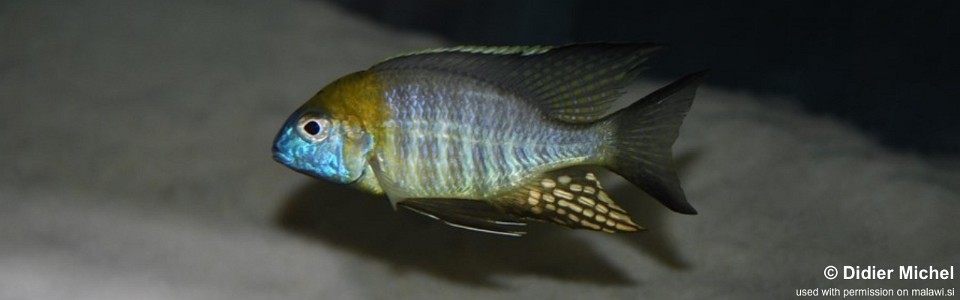 Lethrinops sp. 'nyassae' Kande Island