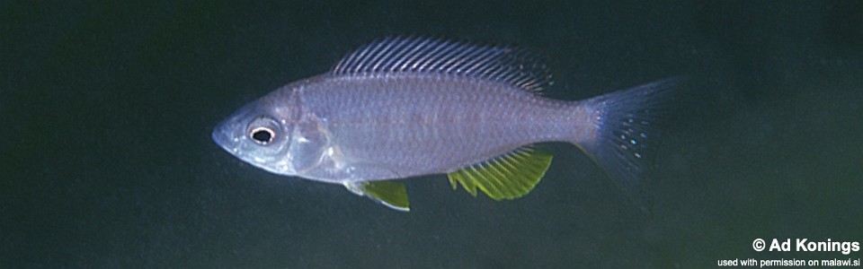 Mchenga flavimanus 'Kande Island'