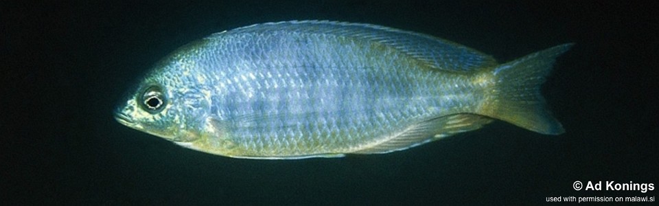 Otopharynx sp. 'decorus featherfin' Kande Island