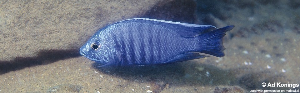 Copadichromis azureus 'Mbenji Island'