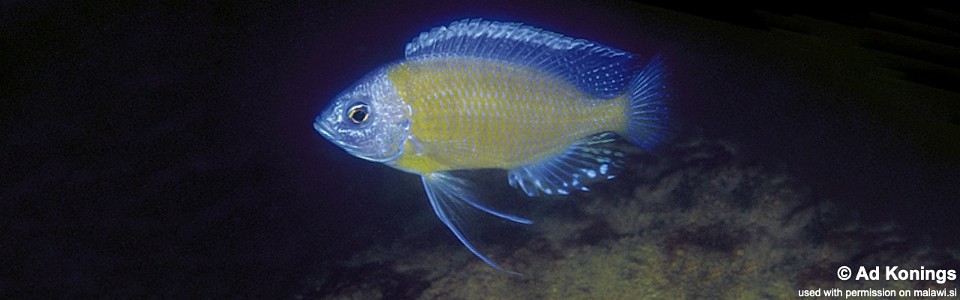 Copadichromis borleyi 'Mbenji Island'