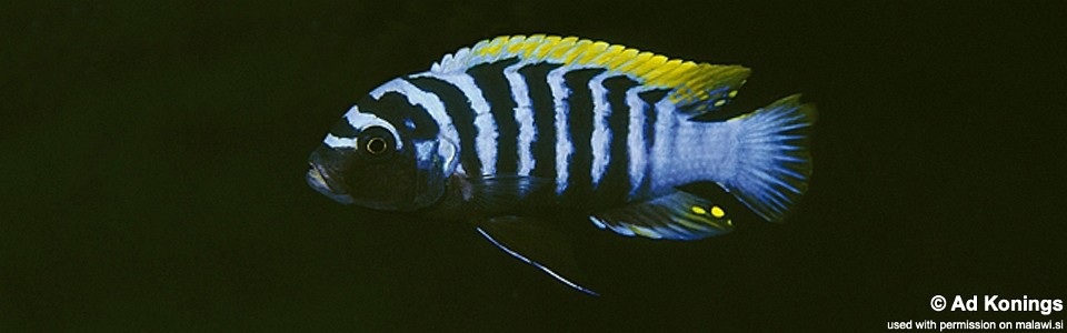 Cynotilapia zebroides 'Mbenji Island'